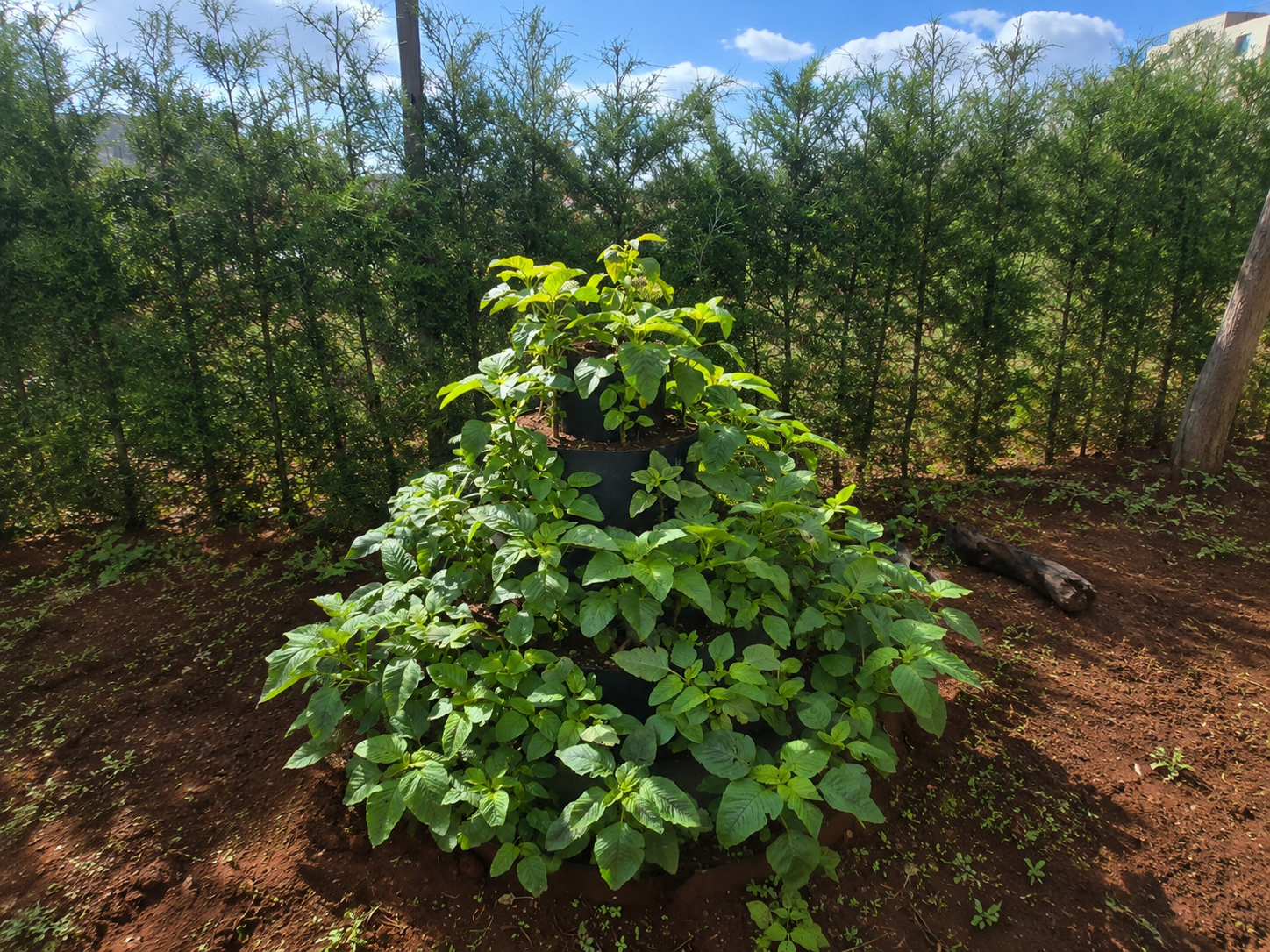 Vertical growing system with fresh vegetables